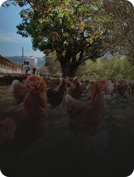 EUA registra expansão do mercado de ovos de galinhas criadas ao ar livre