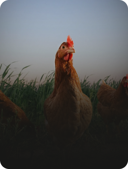 Você sabia que existe um prêmio para produtores de aves criadas ao ar livre?